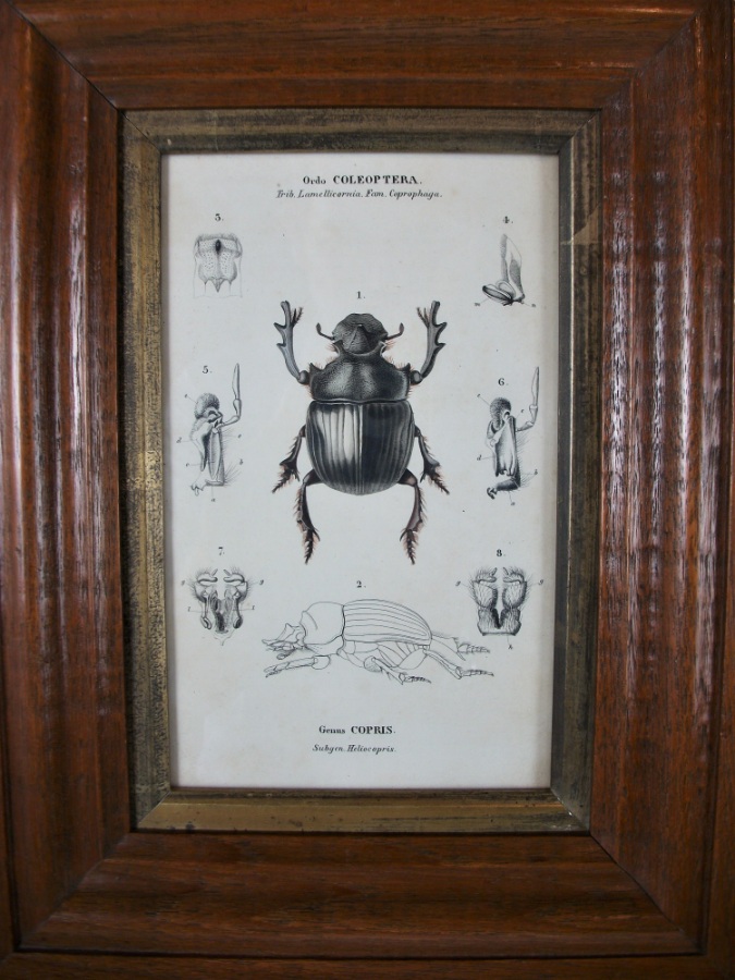 Pair of Beetles Prints in Moulded Oak Frame